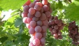 娱乐吃瓜酱葡萄娱乐,揭秘娱乐圈幕后故事与趣味瞬间